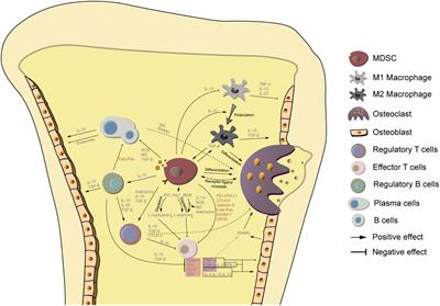 The role of myeloid derived suppressor cells in musculoskeletal disorders